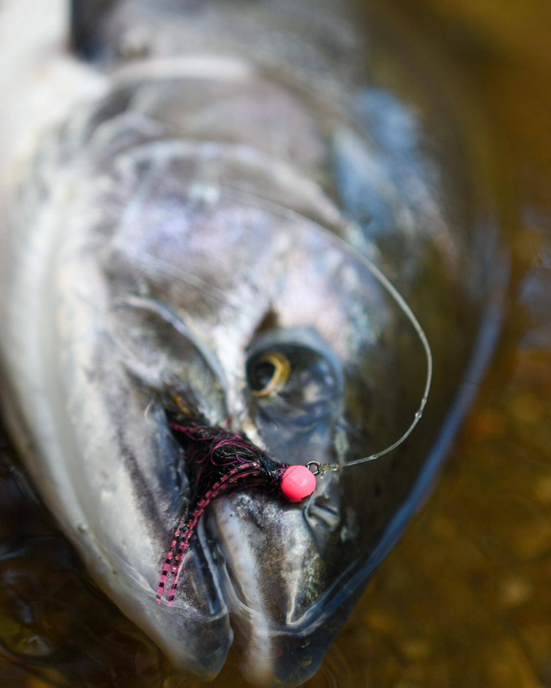 Línea de Pesca- Máxima ULTRA GREEN