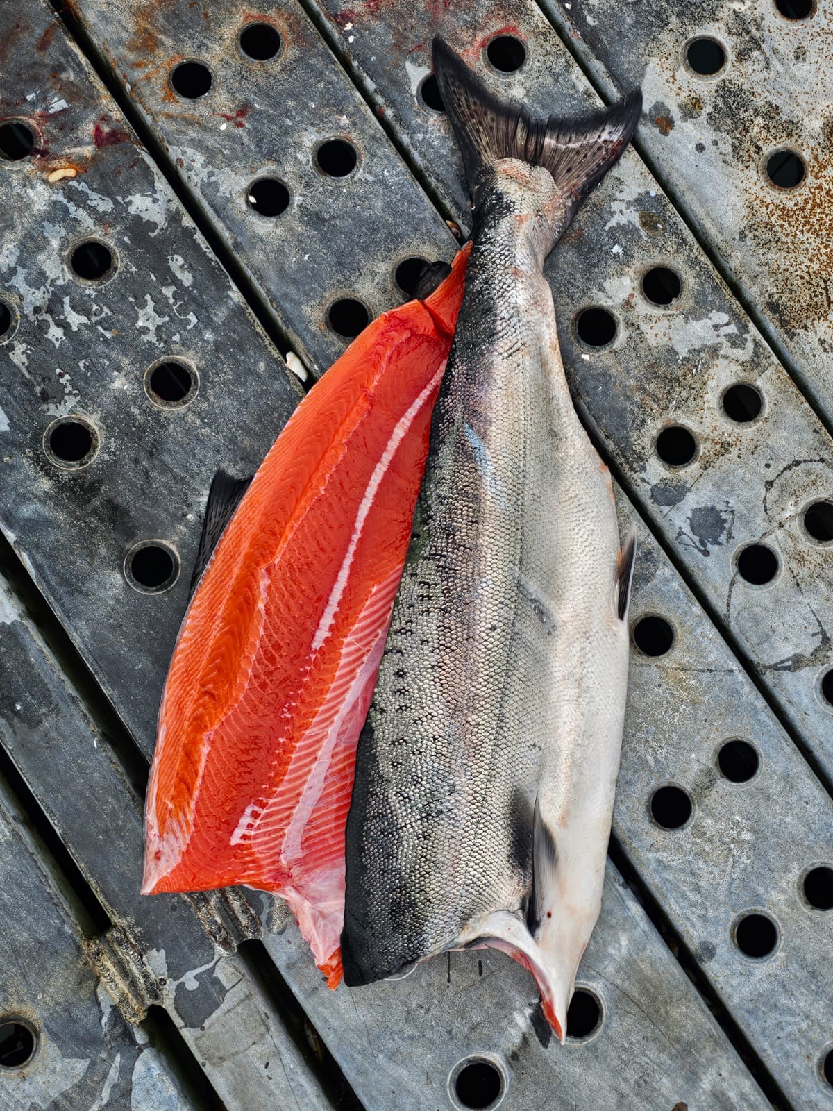 Excursión de Pesca Privada