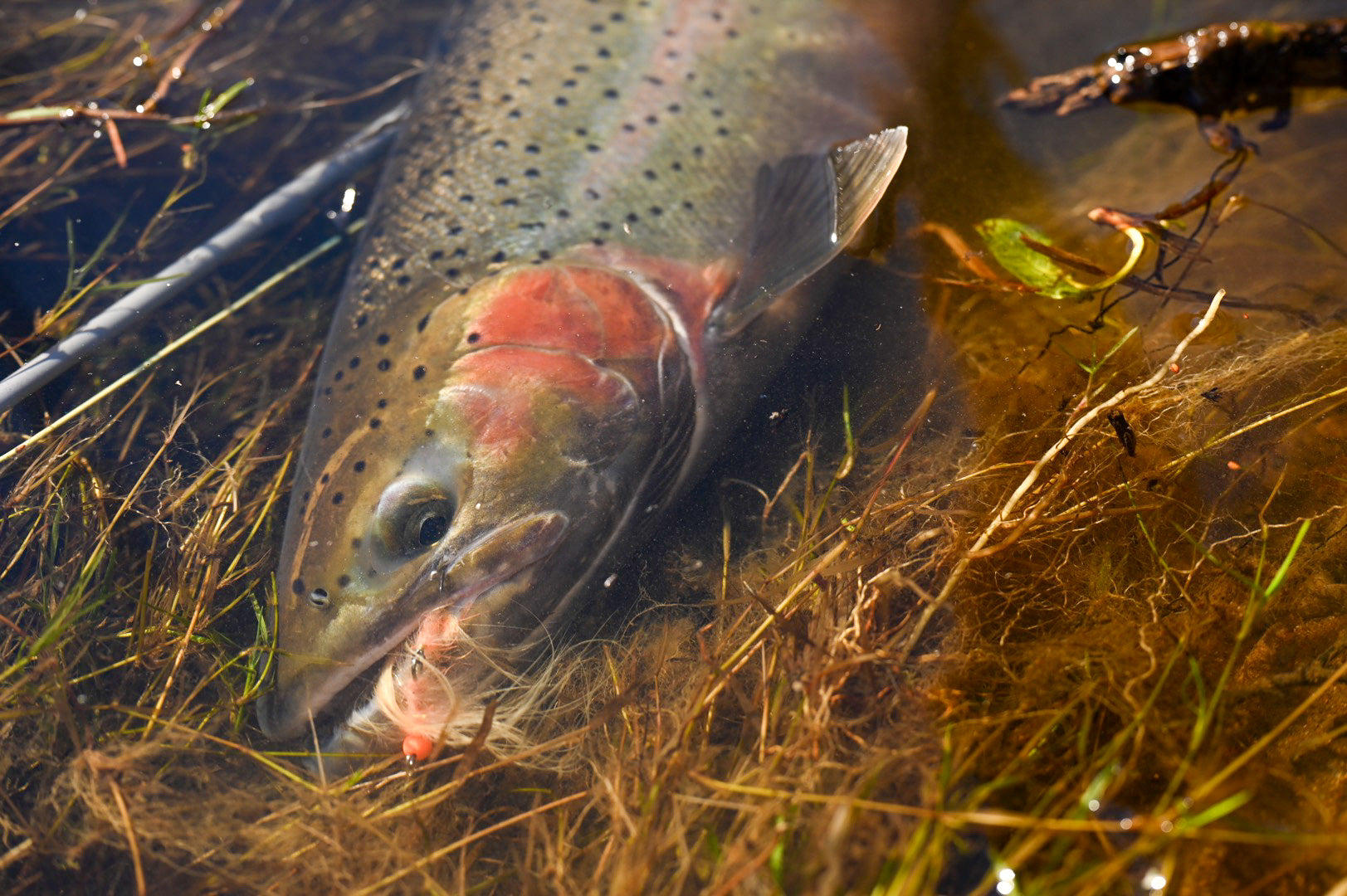 Línea de Pesca- Máxima High Visibility